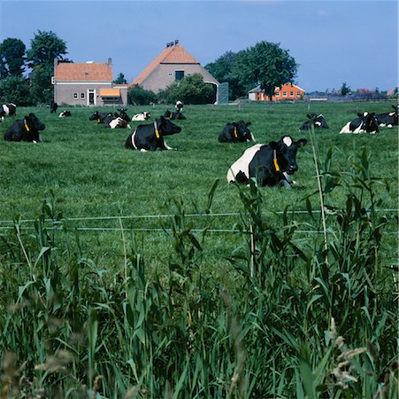 Cows in Field, Holland Stock Photo - Rights-Managed, Code: 700-01072688