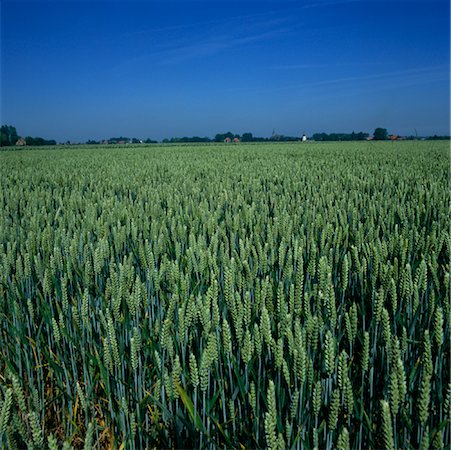 simsearch:700-01196029,k - Green Wheat Field with Town on Horizon Stock Photo - Rights-Managed, Code: 700-01072731