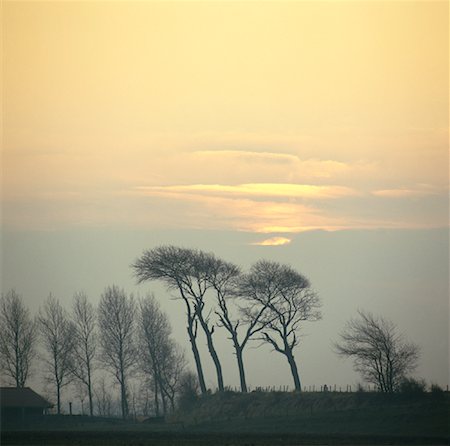 simsearch:700-01196029,k - Abele Trees in Landscape, Zonnemaire, Zeeland, Netherlands Stock Photo - Rights-Managed, Code: 700-01072746