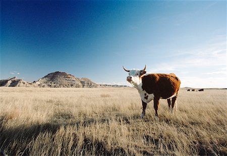 Longhorn Cow, South Dakota, USA Stock Photo - Rights-Managed, Code: 700-01073173