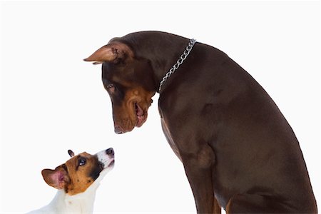 Jack Russell and Doberman Pinscher Dogs Stock Photo - Rights-Managed, Code: 700-01083820