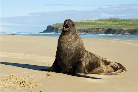 simsearch:700-00164988,k - Hooker Sea Lion, New Zealand Stock Photo - Rights-Managed, Code: 700-01083922