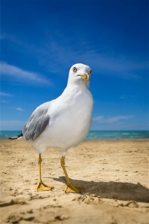 Seagull on Beach Stock Photo - Rights-Managed, Code: 700-01099835