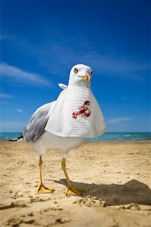 Seagull on Beach with Lobster Bib Stock Photo - Rights-Managed, Code: 700-01099836