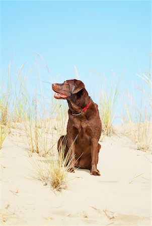 simsearch:700-00198258,k - Dog on Sand Dune Stock Photo - Rights-Managed, Code: 700-01100004