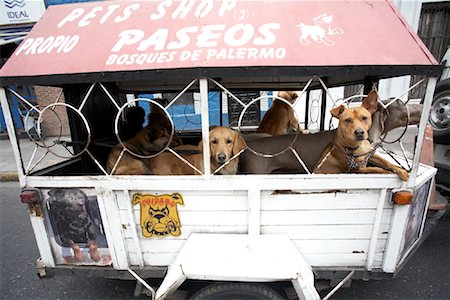 dog and kennel - Dogs, Buenos Aires, Argentina Stock Photo - Rights-Managed, Code: 700-01110455