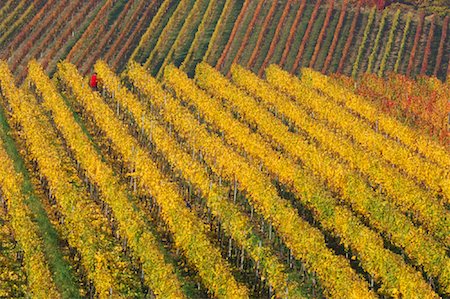 simsearch:700-02245818,k - Person Working in Vineyard, Baden-Wurttemburg, Germany Stock Photo - Rights-Managed, Code: 700-01111680