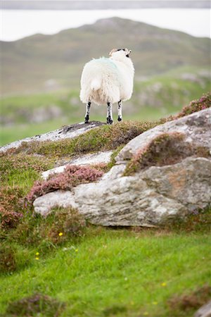 Sheep, Isle of Lewis, Scotland Stock Photo - Rights-Managed, Code: 700-01111785