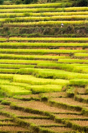 simsearch:700-00057322,k - Rice Terraces, Madagascar Stock Photo - Rights-Managed, Code: 700-01112624