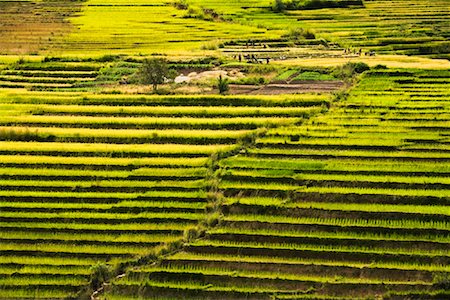 simsearch:700-00057322,k - Rice Terraces, Madagascar Stock Photo - Rights-Managed, Code: 700-01112625