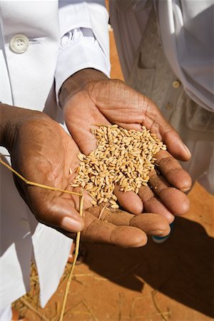 Hands Holding Rice Grains, Soatanana, Madagascar Stock Photo - Rights-Managed, Code: 700-01112736