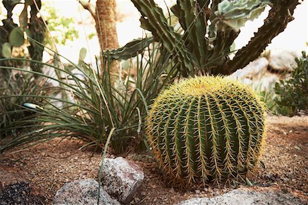 Cactus Stock Photo - Rights-Managed, Code: 700-01124247