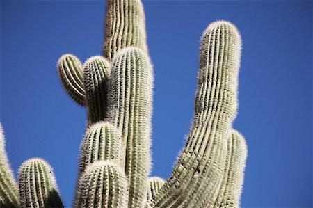 Cactus Stock Photo - Rights-Managed, Code: 700-01124248