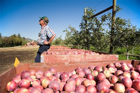 simsearch:693-03312660,k - Apple Harvest Stock Photo - Rights-Managed, Code: 700-01124283