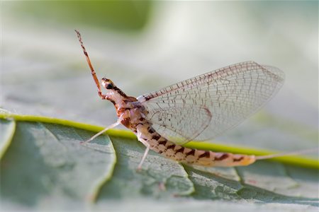 simsearch:700-00194432,k - Mayfly on Leaf Stock Photo - Rights-Managed, Code: 700-01163252