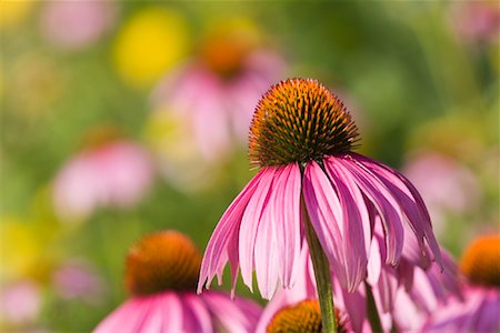 Close-Up of Cone Flowers Stock Photo - Rights-Managed, Code: 700-01183525