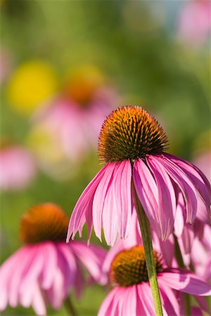 Close-Up of Cone Flowers Stock Photo - Rights-Managed, Code: 700-01183526