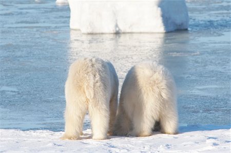 simsearch:700-01195251,k - Mother and Cub Polar Bears, Churchill, Manitoba, Canada Stock Photo - Rights-Managed, Code: 700-01195224