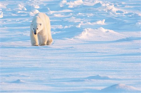 simsearch:700-01195251,k - Polar Bear Walking on Ice, Churchill, Manitoba, Canada Stock Photo - Rights-Managed, Code: 700-01195225
