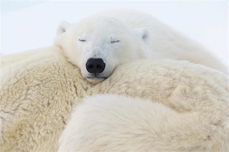 simsearch:700-01195251,k - Sleeping Polar Bears, Churchill, Manitoba, Canada Stock Photo - Rights-Managed, Code: 700-01195229