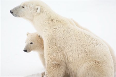 simsearch:700-01195251,k - Polar Bear Mother and Cubs, Churchill, Manitoba, Canada Stock Photo - Rights-Managed, Code: 700-01195234
