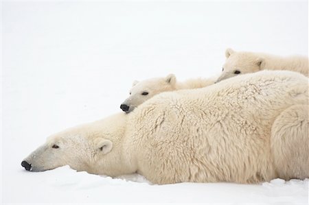 simsearch:700-01195251,k - Polar Bear Mother and Cubs, Churchill, Manitoba, Canada Stock Photo - Rights-Managed, Code: 700-01195235