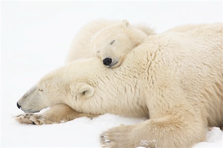 simsearch:700-01195251,k - Polar Bear Mother and Cubs, Churchill, Manitoba, Canada Stock Photo - Rights-Managed, Code: 700-01195236