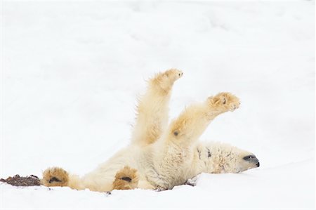 simsearch:700-01195251,k - Polar Bear Stretching Stock Photo - Rights-Managed, Code: 700-01195237