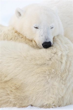 simsearch:700-01195251,k - Sleeping Polar Bears, Churchill, Manitoba, Canada Stock Photo - Rights-Managed, Code: 700-01195230