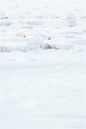 simsearch:700-01195251,k - Polar Bear Sleeping on Ice, Churchill, Manitoba, Canada Stock Photo - Rights-Managed, Code: 700-01195233