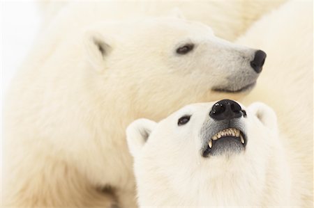 simsearch:700-01195251,k - Mother and Cub Polar Bears Stock Photo - Rights-Managed, Code: 700-01195244