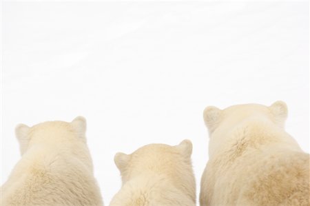 simsearch:700-01195251,k - Polar Bear Mother and Cubs Stock Photo - Rights-Managed, Code: 700-01195245