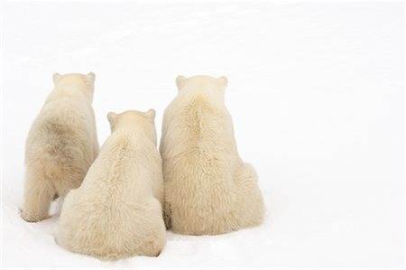 simsearch:700-01195251,k - Polar Bear Mother and Cubs Stock Photo - Rights-Managed, Code: 700-01195246