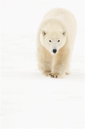 simsearch:700-01195251,k - Polar Bear Stock Photo - Rights-Managed, Code: 700-01195247