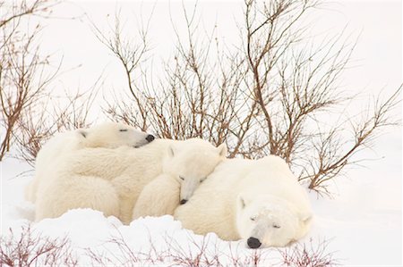 simsearch:700-01195251,k - Mother Polar Bear Sleeping with Cubs, Churchill, Manitoba, Canada Stock Photo - Rights-Managed, Code: 700-01195248