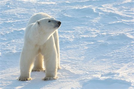 simsearch:700-01195251,k - Polar Bear, Churchill, Manitoba, Canada Stock Photo - Rights-Managed, Code: 700-01195249