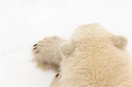 simsearch:700-01195251,k - Polar Bear Stock Photo - Rights-Managed, Code: 700-01195240