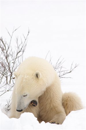 simsearch:700-01195251,k - Polar Bear Yawning, Churchill, Manitoba, Canada Stock Photo - Rights-Managed, Code: 700-01195241
