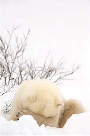 simsearch:700-01195251,k - Polar Bear Hiding Face, Churchill, Manitoba, Canada Stock Photo - Rights-Managed, Code: 700-01195243