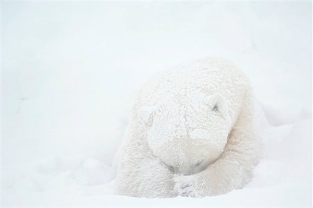 simsearch:700-01195251,k - Polar Bear Covering Face in Snow Storm, Churchill, Manitoba, Canada Stock Photo - Rights-Managed, Code: 700-01195255