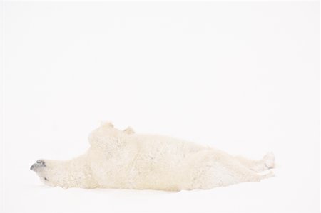 simsearch:700-01195251,k - Polar Bear Lying Down in Snow Storm, Churchill, Manitoba, Canada Stock Photo - Rights-Managed, Code: 700-01195257