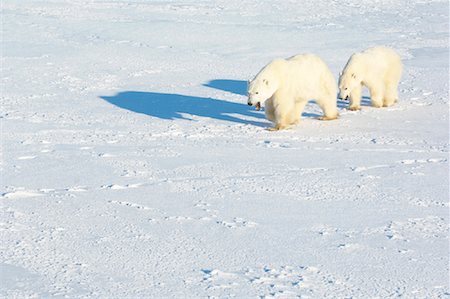 simsearch:700-01195251,k - Polar Bear Mother and Cub Walking in Snow, Churchill, Manitoba, Canada Stock Photo - Rights-Managed, Code: 700-01195250