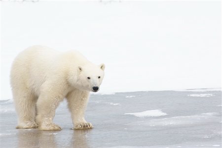 simsearch:700-01195251,k - Polar Bear Standing on Ice, Churchill, Manitoba, Canada Stock Photo - Rights-Managed, Code: 700-01195265