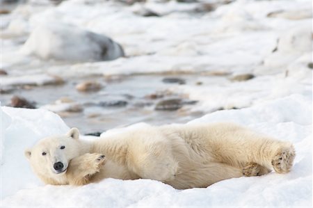 simsearch:700-01195251,k - Polar Bear Lying Down, Churchill, Manitoba, Canada Stock Photo - Rights-Managed, Code: 700-01195266