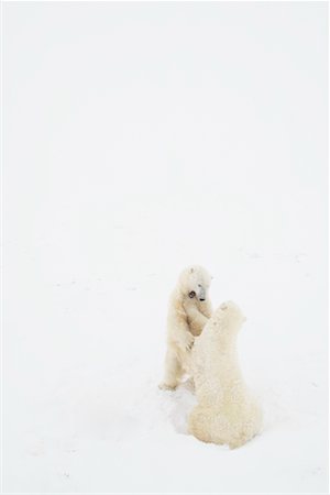 simsearch:700-01195251,k - Polar Bears Fighting, Churchill, Manitoba, Canada Stock Photo - Rights-Managed, Code: 700-01195261