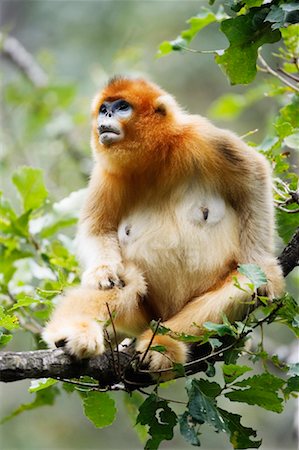Golden Monkey, Qinling Mountains, Shaanxi Province, China Stock Photo - Rights-Managed, Code: 700-01195655
