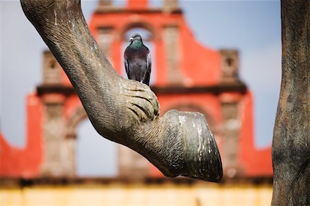 Pigeon, San Miguel de Allende, Mexico Foto de stock - Con derechos protegidos, Código: 700-01195668