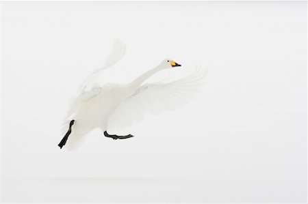 Whooper Swan in Flight, Lake Kussharo, Hokkaido, Japan Stock Photo - Rights-Managed, Code: 700-01195757