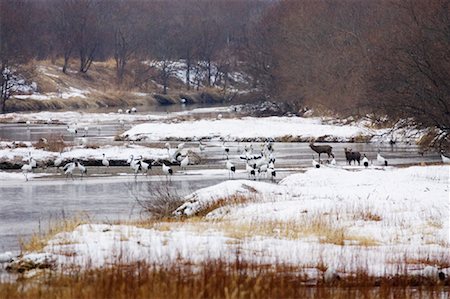 deer snow - Red Crowned Cranes and Sika Deer in River, Hokkaido, Japan Stock Photo - Rights-Managed, Code: 700-01195753