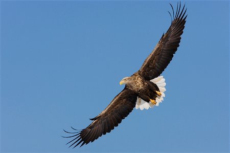 simsearch:700-00168646,k - White Tailed Eagle in Flight Stock Photo - Rights-Managed, Code: 700-01195769